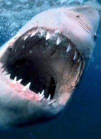 ：海洋捕食者(全集)